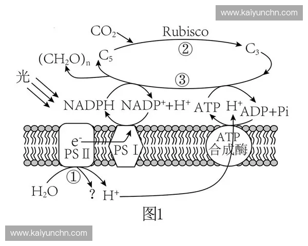 资源光合作用优化 增强赛事执行能量转化